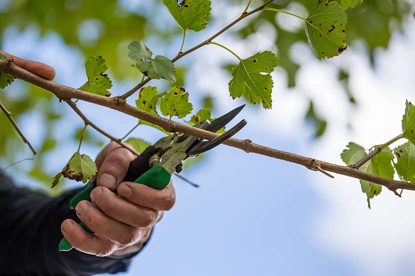 Jarní sestřih dřevin i ovocných stromů znamená podporu nárůstu nových výhonů