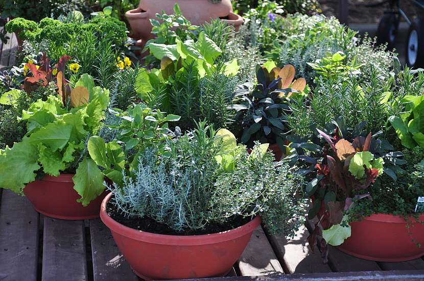 Pěstujte bylinky na balkonech a terasách (Zdroj: Depositphotos (https://cz.depositphotos.com))