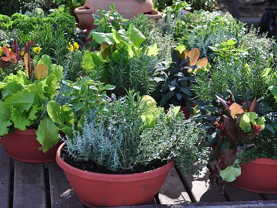 Pěstujte bylinky na balkonech a terasách (Zdroj: Depositphotos (https://cz.depositphotos.com))