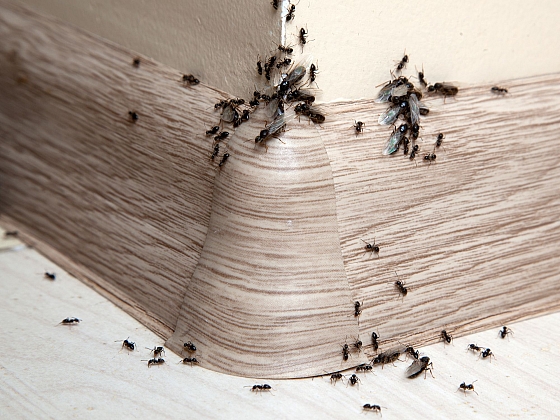 Mravenci v bytě mohou nadělat velkou paseku (Zdroj: Depositphotos.com)