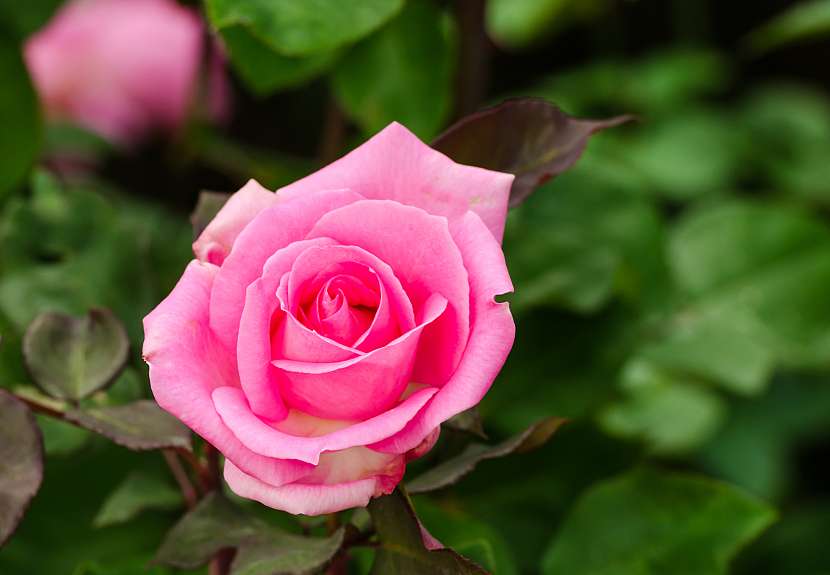 Růže by neměly v našich zahradách chybět (Zdroj: Depositphotos (https://cz.depositphotos.com))