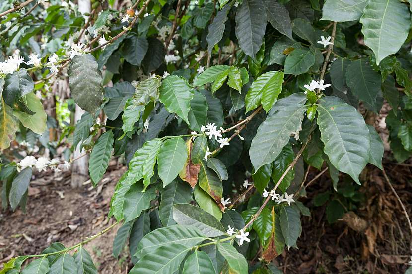 Kávovník kvete něžnými bílými květy