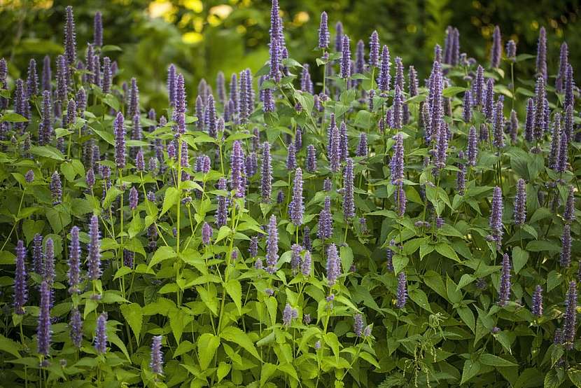 S vůní lékořice, královna bylin agastache