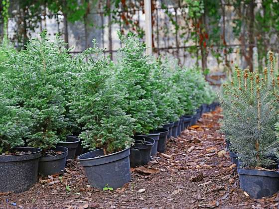 otevřít: Vánoční stromek nekupujte, vypěstujte si ho v květináči