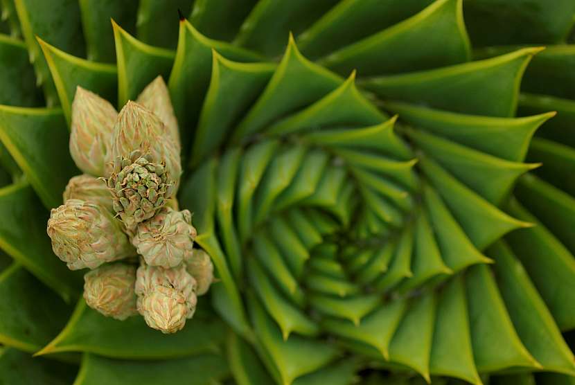 Aloe polyphylla má úžasné, geometricky uspořádané listy ve spirále