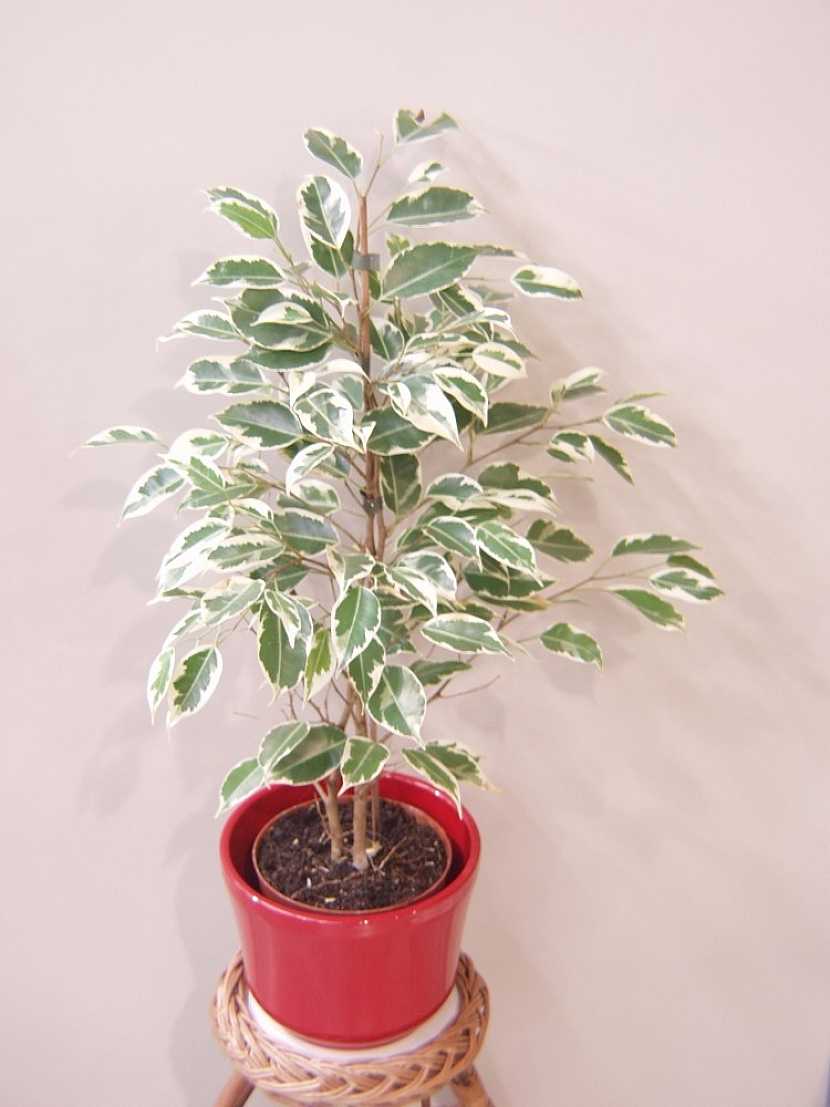 Fíkus benjamín (Ficus benjamina)