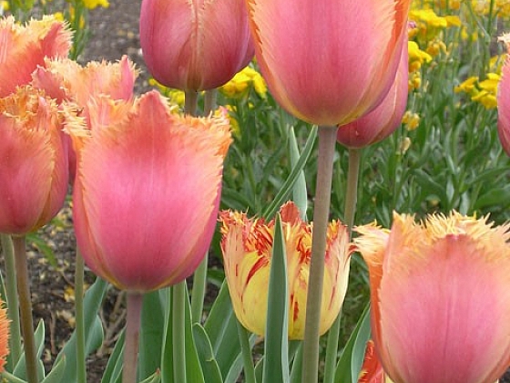 Tulipán zahradní