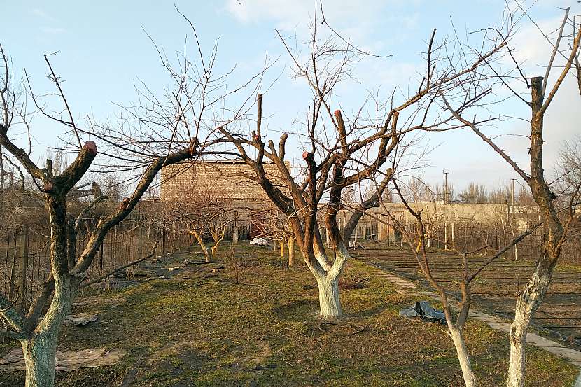 Nezapomněli jste se postarat o ovocné stromky? (Zdroj: Depositphotos (https://cz.depositphotos.com))