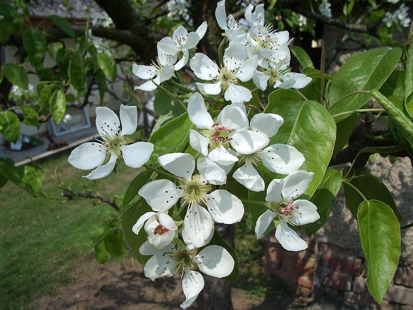 Opylování u hrušní je náročnější než u jabloní, protože díku bílému květu jsou pro včely méně atraktivní