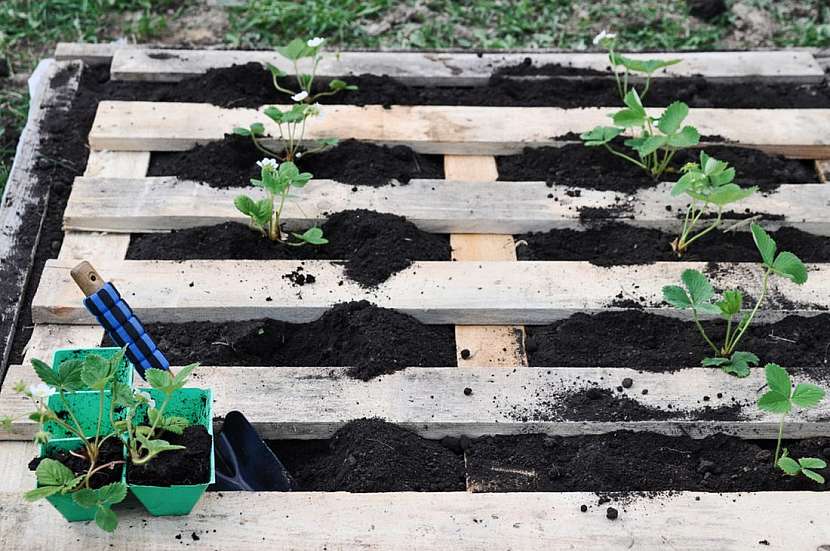 Rozšiřte své možnosti, vyzkoušejte palety pro vaše zahradní projekty