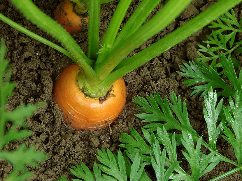 Mrkev nebo kořenová petržel nepotřebují plnou skladbu živin a vystačí si s tím, co v půdě zbylo