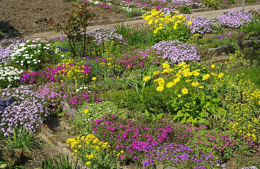 Barevně kvetoucí tařičky jsou typickým druhem vhodným na okraje větších osázených ploch