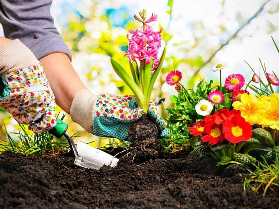 5 nejčastějších zahradnických chyb &#8211; děláte je také?