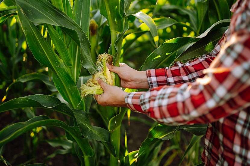 Kukuřici na zahradě můžete pěstovat nejen ke krmení