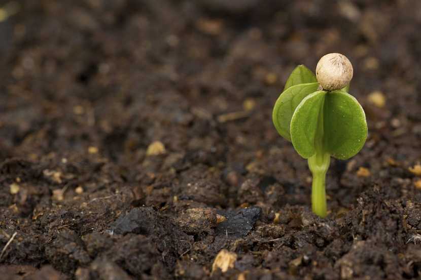 Pepř se dá úspěšně pěstovat jako pokojová rostlina
