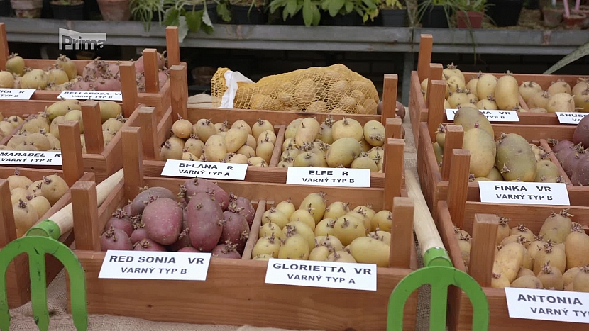 Odrůdy brambor 