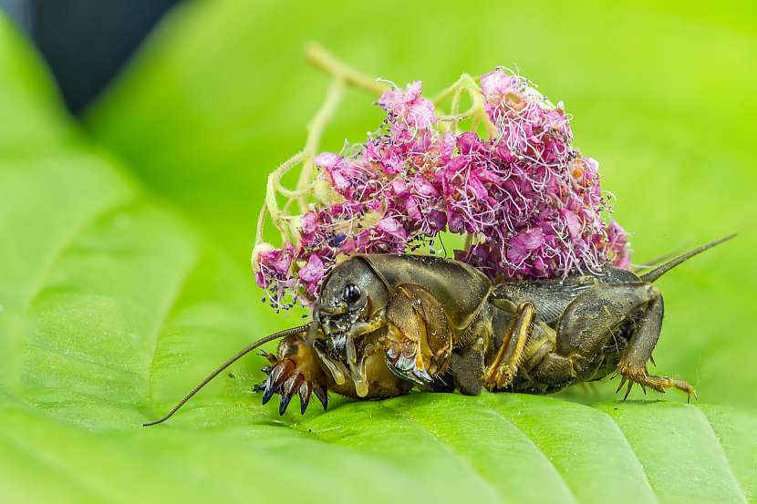 Krtonožka patří k našim největším druhům hmyzu (Zdroj: Depositphotos)