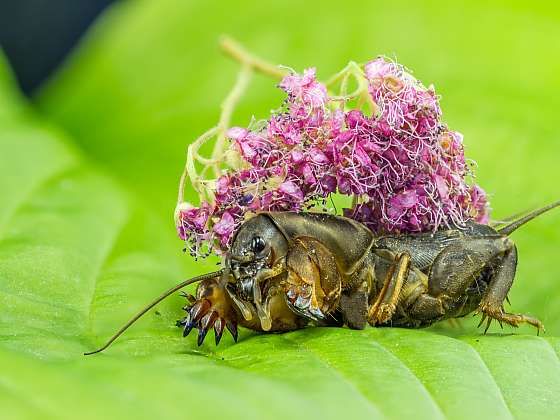 Krtonožka patří k našim největším druhům hmyzu (Zdroj: Depositphotos)