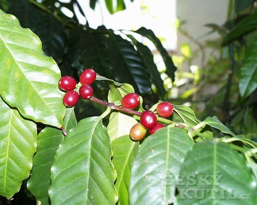 KÁVOVNÍK (Cofea arabica)