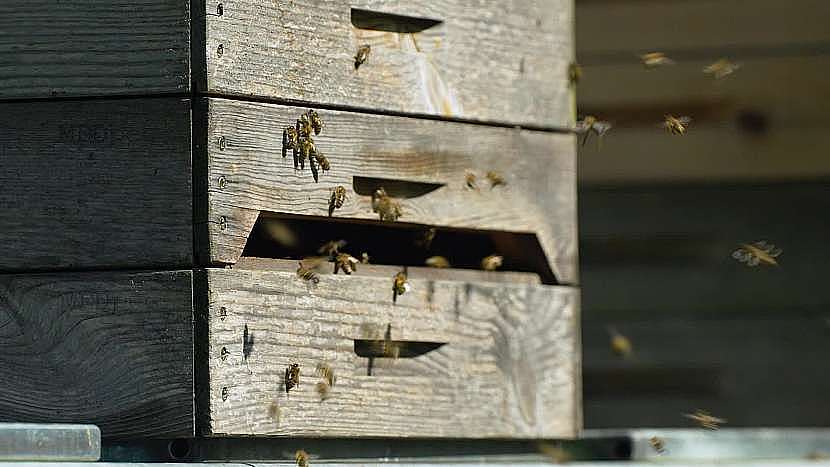 Včelařství a chovu včel se v dnešní době z velké části věnují lidé již spíše ze záliby (Zdroj: Prima DOMA MEDIA s.r.o.)