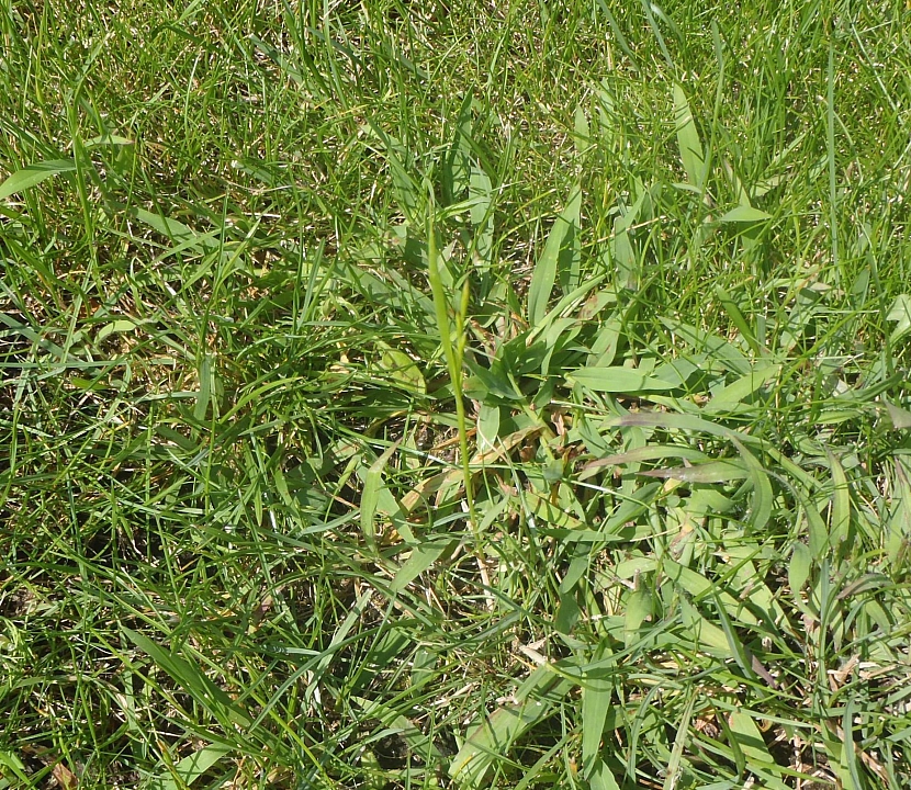 V okrasném trávníku se objevuje druh trávy, který se postupně rozrůstá