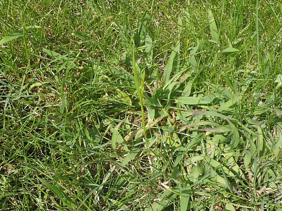 V okrasném trávníku se objevuje druh trávy, který se postupně rozrůstá