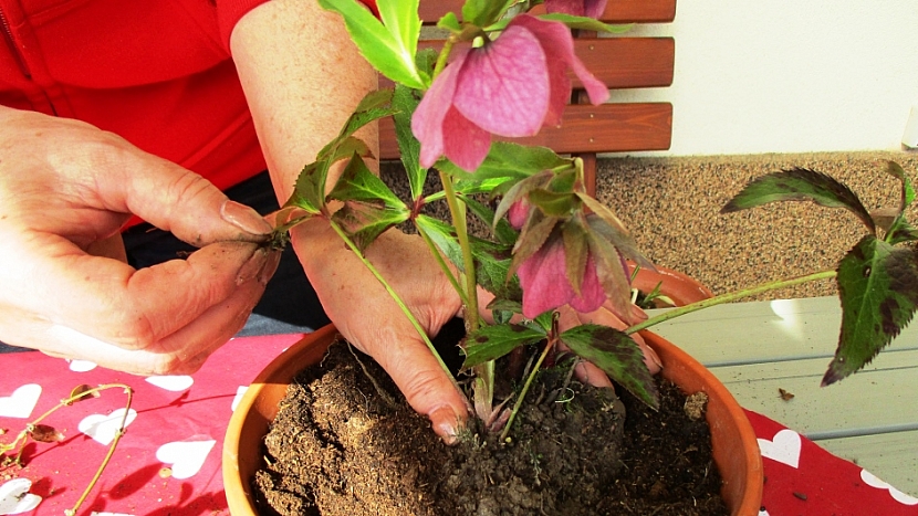 Jarní minizahrádka: květináč naplňte zeminou a zasaďte čemeřici