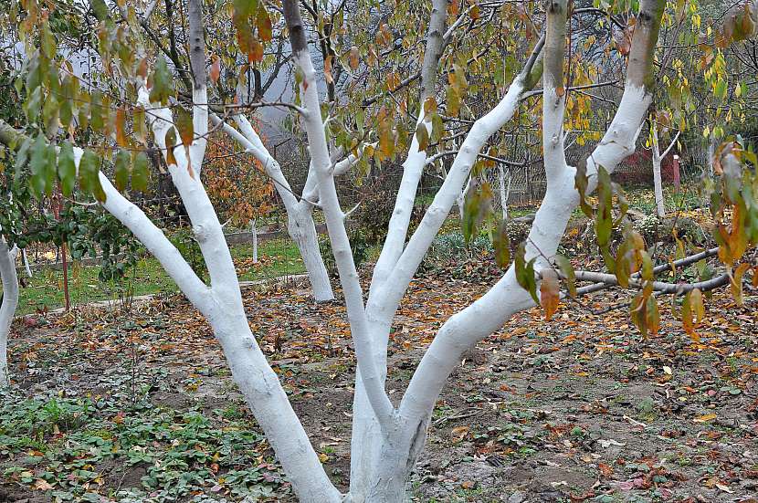 U starších a vzrostlých stromů natřete i spodní část kořenových větví