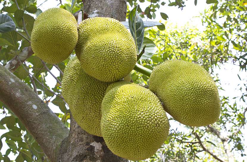 Plody jackfruitu dosahují přímo obřích rozměrů