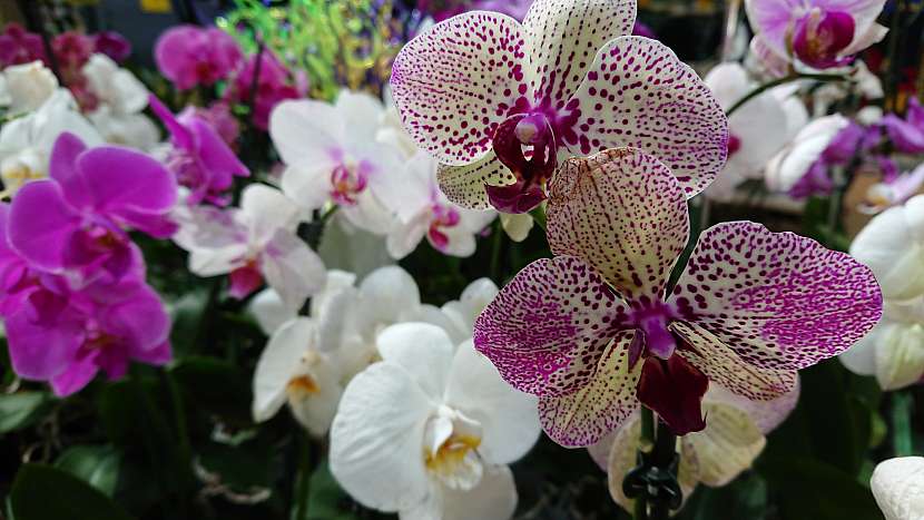 Orchidejí existuje mnoho druhů