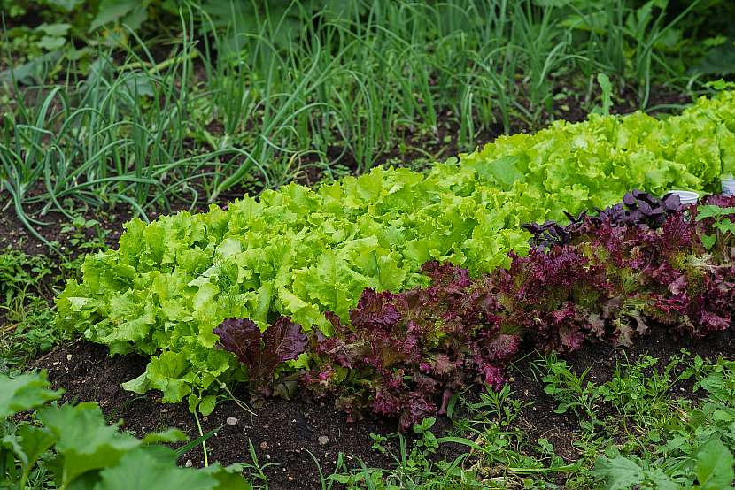 Vypěstovat si vlastní zeleninu je dnes skoro nutnost (Zdroj:Depositphotos (https://cz.depositphotos.com))
