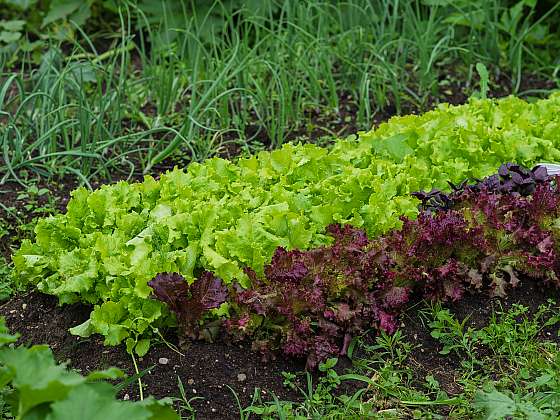 Vypěstovat si vlastní zeleninu je dnes skoro nutnost (Zdroj:Depositphotos (https://cz.depositphotos.com))