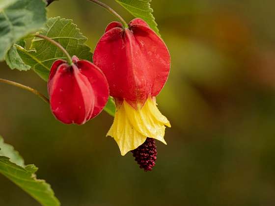 Abutilon neboli podslunečník – atraktivní pokojová rostlina s hedvábnými květy