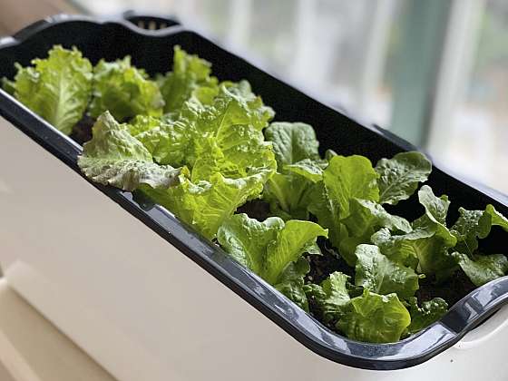Typická zelenina v truhlíku, ledový salát, je zdrojem nejen vitaminů, ale hlavně křehkých a chutných listů