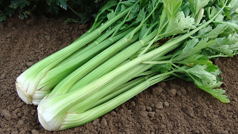 Celer řapíkatý, poloraná odrůda MALACHIT