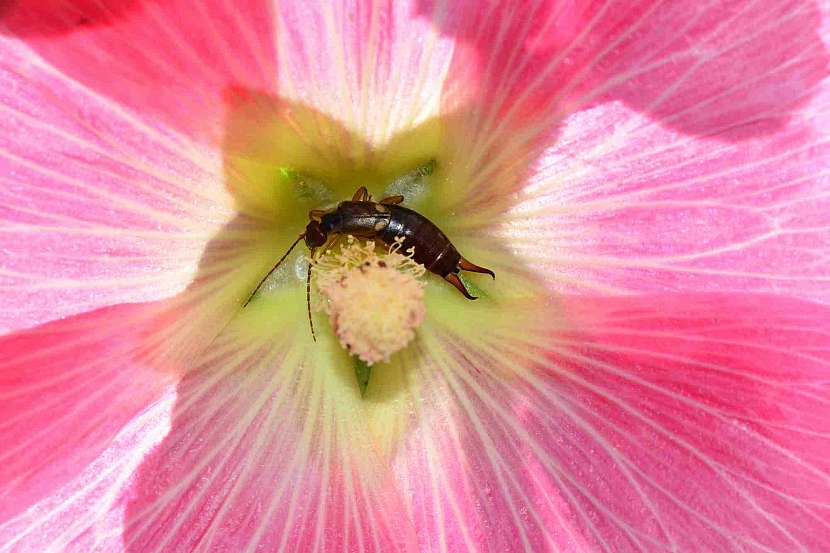 Škvor není vždy hmyzí škůdce (Zdroj: Depositphotos (https://cz.depositphotos.com))