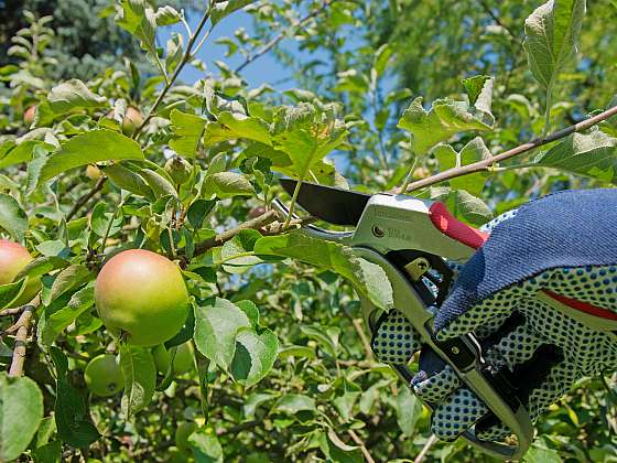 Pusťte se do letního střihu ovocných stromů (Zdroj: Depositphotos (https://cz.depositphotos.com))