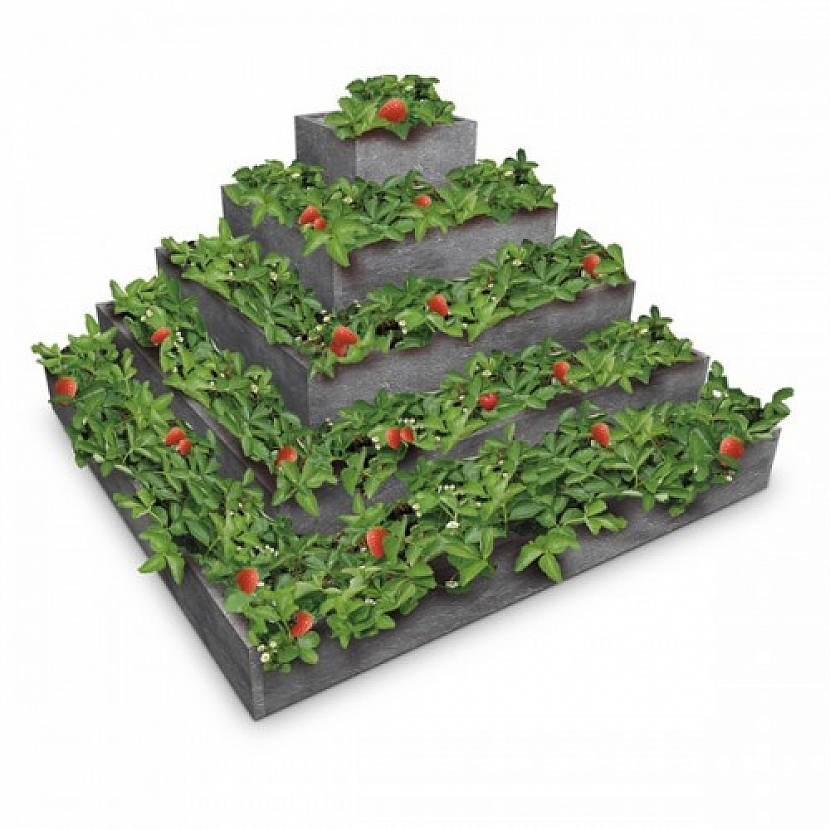 pyramida na jahody