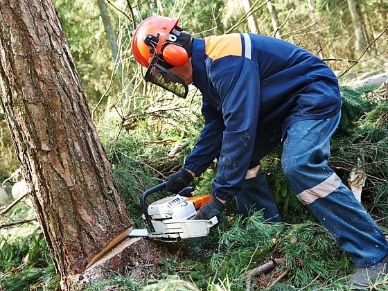 I když se chystáte na kácení stromů na vlastní zahradě, není to jen tak. I zde platí jistá pravidla, která byste měli znát. (Zdroj: Depositphotos)