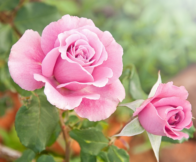 Po skončení zimy je čas postarat se o naše růže (Zdroj: Depositphotos)