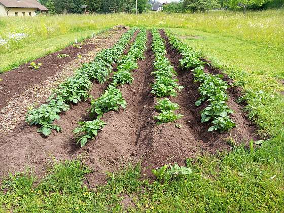 Mezi základní plodiny v zahradě patří rozhodně brambory, porostou na záhoně, políčku nebo i roztrhaném drnu