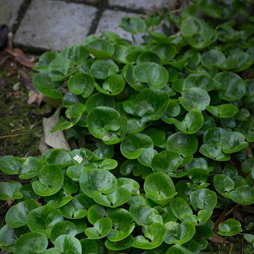 Škornice s lesklými zelenými listy