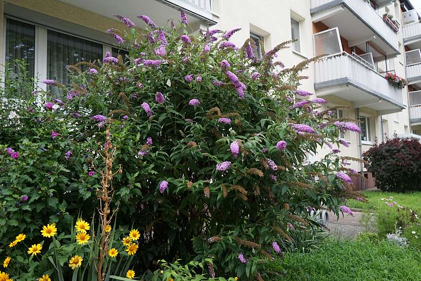 Komule davidova přiláká během léta spoustu opylovačů, čímž vaše zahrada velmi ožije, ke všemu ji můžete pěstovat i ve velkém květináči