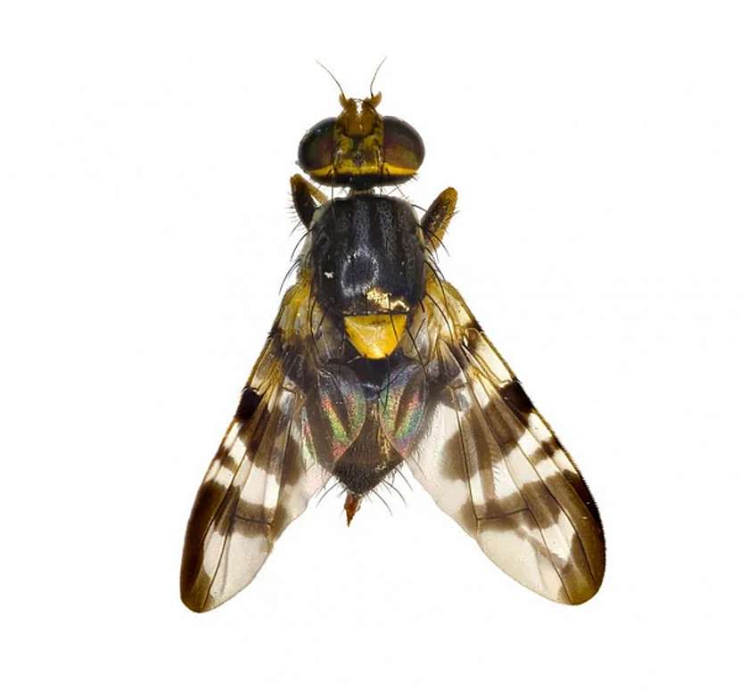 Mezi hmyzími škůdci máme nový přírůstek – vrtuli ořechovou (Depositphotos (https://cz.depositphotos.com))