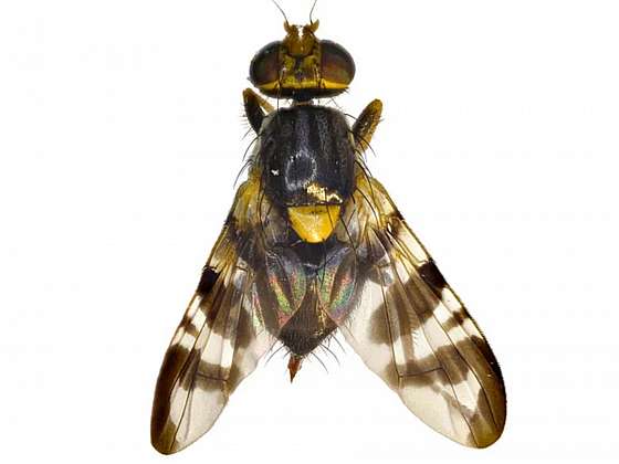 Mezi hmyzími škůdci máme nový přírůstek – vrtuli ořechovou (Depositphotos (https://cz.depositphotos.com))