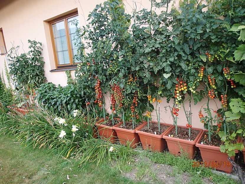 Jak pěstovat cherry rajčata v květináči?
