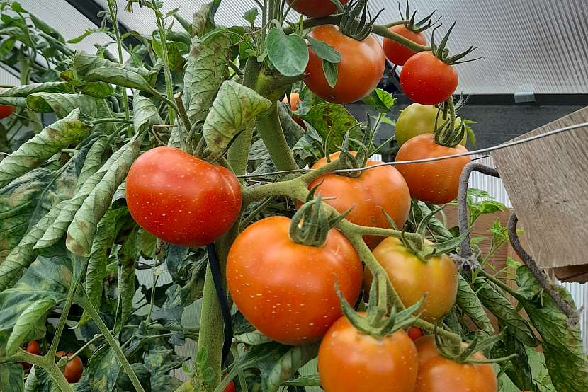 Tyčkové rajče Dafne patří k vysoce výnosné skleníkové zelenině (Zdroj: Jaromír Malich)