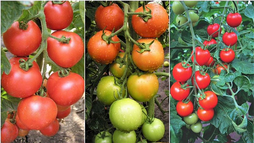 Osvědčené odrůdy rajčat TORNÁDO F1,  TIPO F1 a  BEJBINO F1