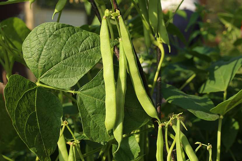 Pro budoucí rozličné využití fazolí je vhodné si je vysadit třeba v zahradě (Zdroj: Depositphotos (https://cz.depositphotos.com))