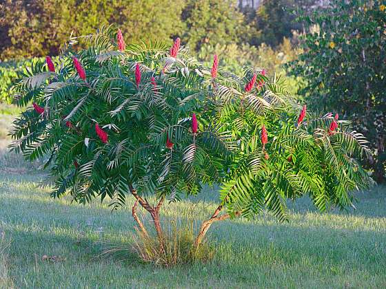 Rhus typhina neboli škumpa orobincová je krásný strom (Zdroj: Depositphotos (https://cz.depositphotos.com))